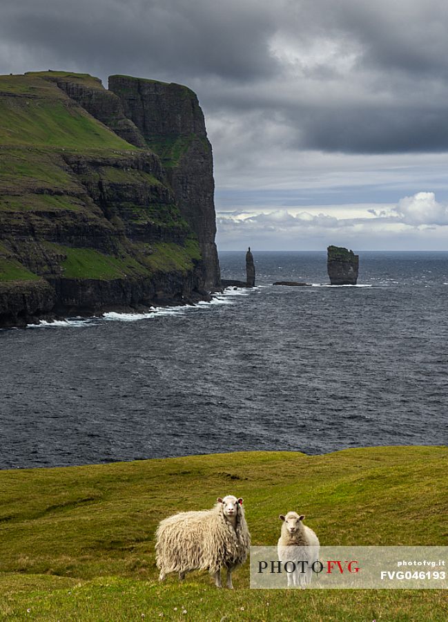 Portrait of two sheeps and in the background the sea stacks of Risin and Kellingin, Eysturoy Island, Faeroe islands, Denmark